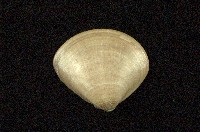 藏品(普通文蛤)的圖片